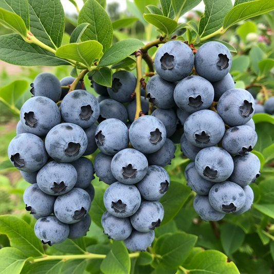 Giant Blueberry Fruit Seeds